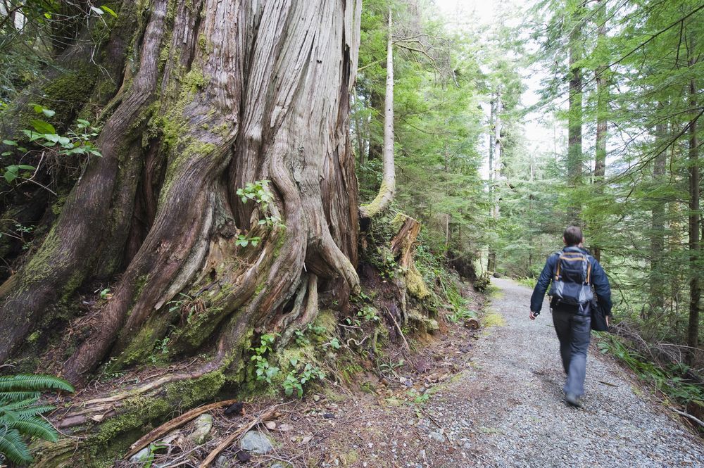 Person walking next to an old growth tree in Carmanah Walbran Provincial Park, Vancouver Island, British Columbia.