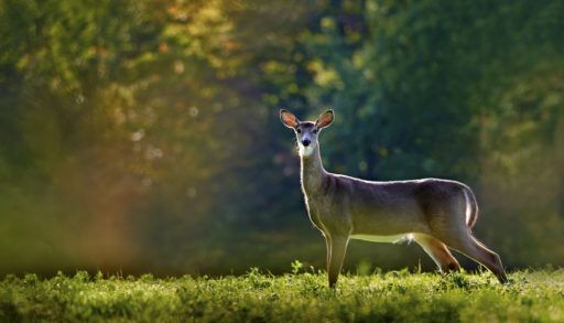 A white-tailed deer standing in a field with the sun shining behind it.