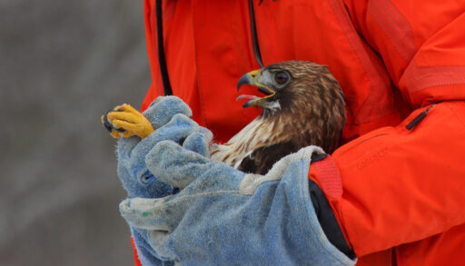 Close-up of a wildlife rehabilitator carrying a bird of prey.