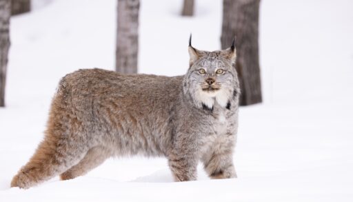 Canadian lynx standing in a snowy forest.