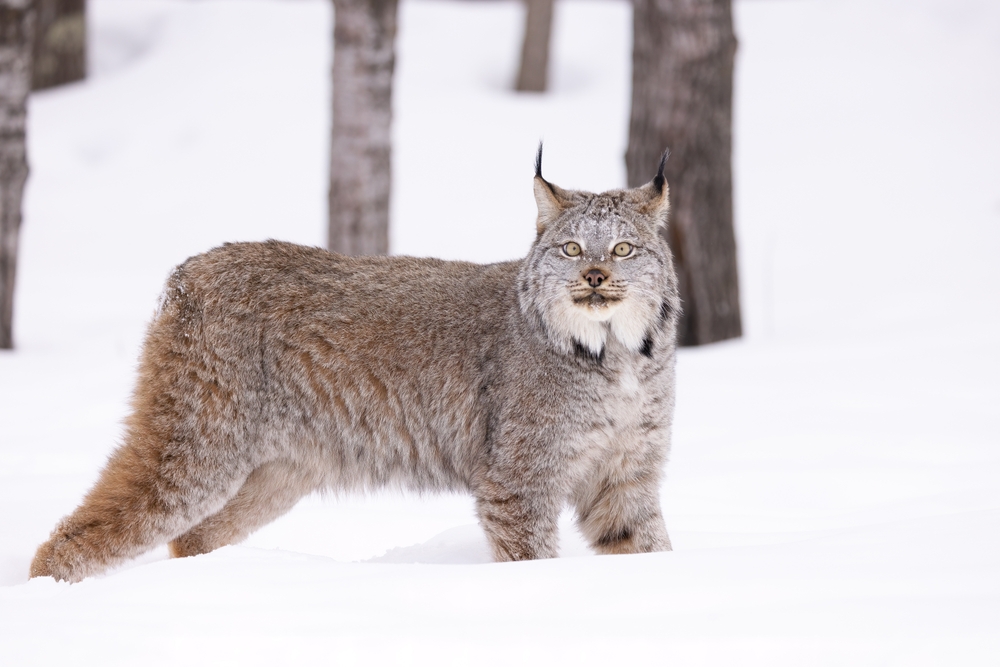 Canadian lynx standing in a snowy forest.
