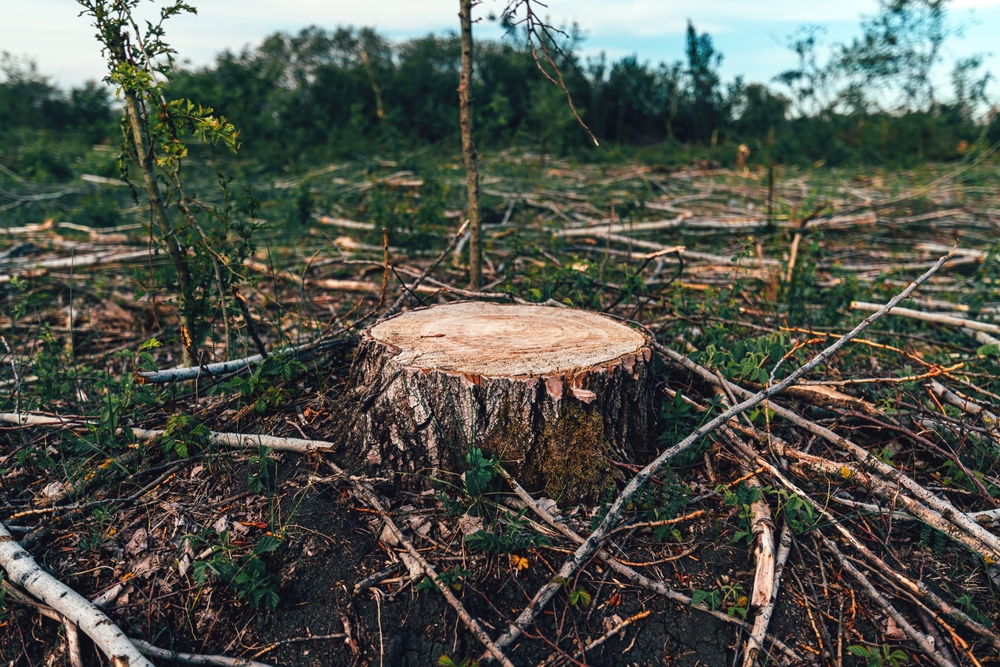 Close-up of a tree stump with a clearcut forest in the background.