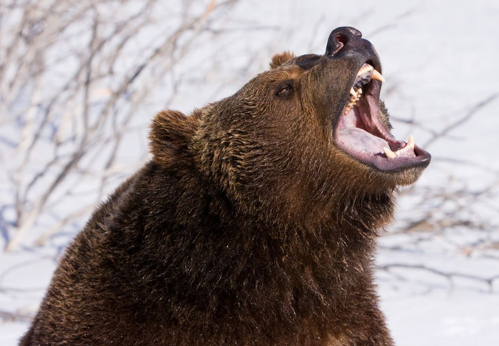 Close-up of a snarling grizzly bear.