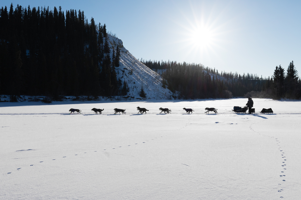 Silhouette of a dog sled team pulling a sled in a sled dog race in the Yukon.