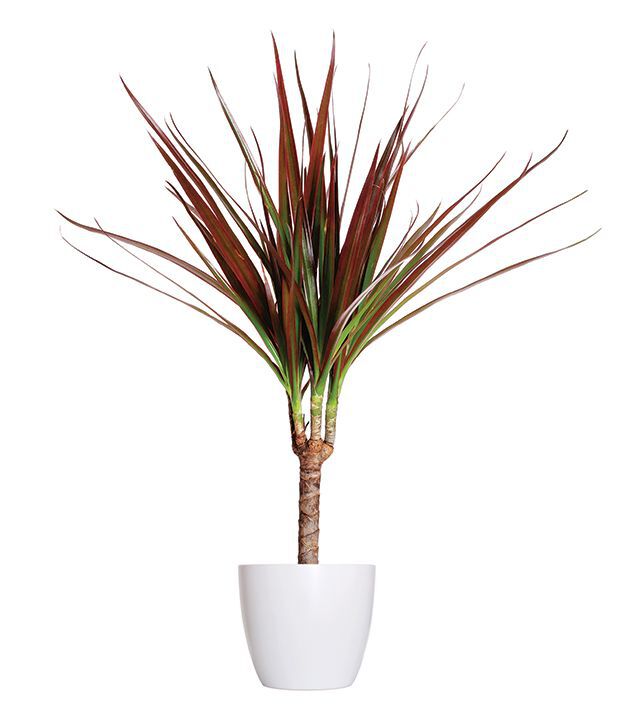 Red-Edged Dracaena