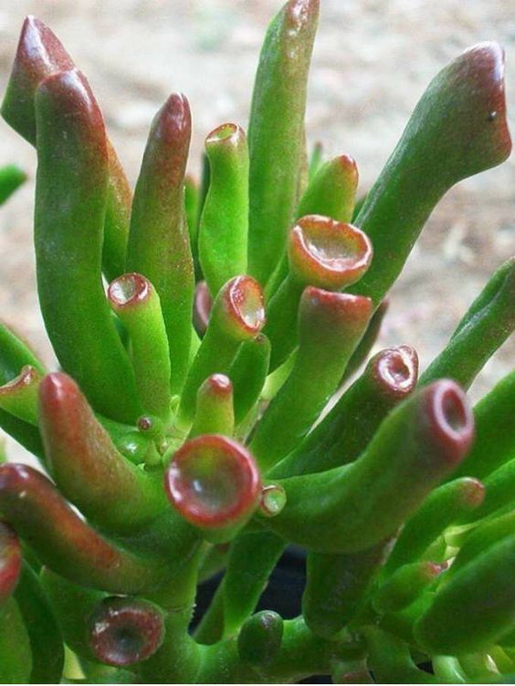 Crassula Gollum succulent