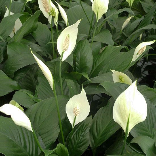 Peace Lily