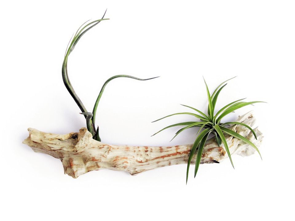 Air Plants