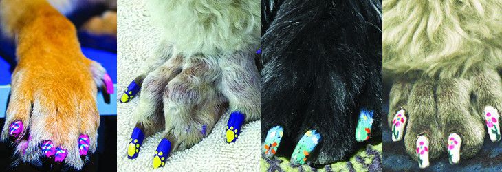 Dog nail polish