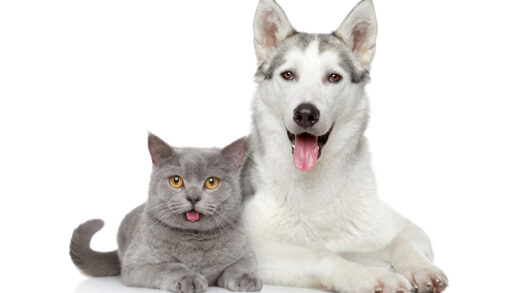 Husky (dog) and grey cat lying together against white background.
