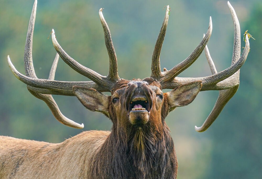 Close-up of elk in a green forest.
