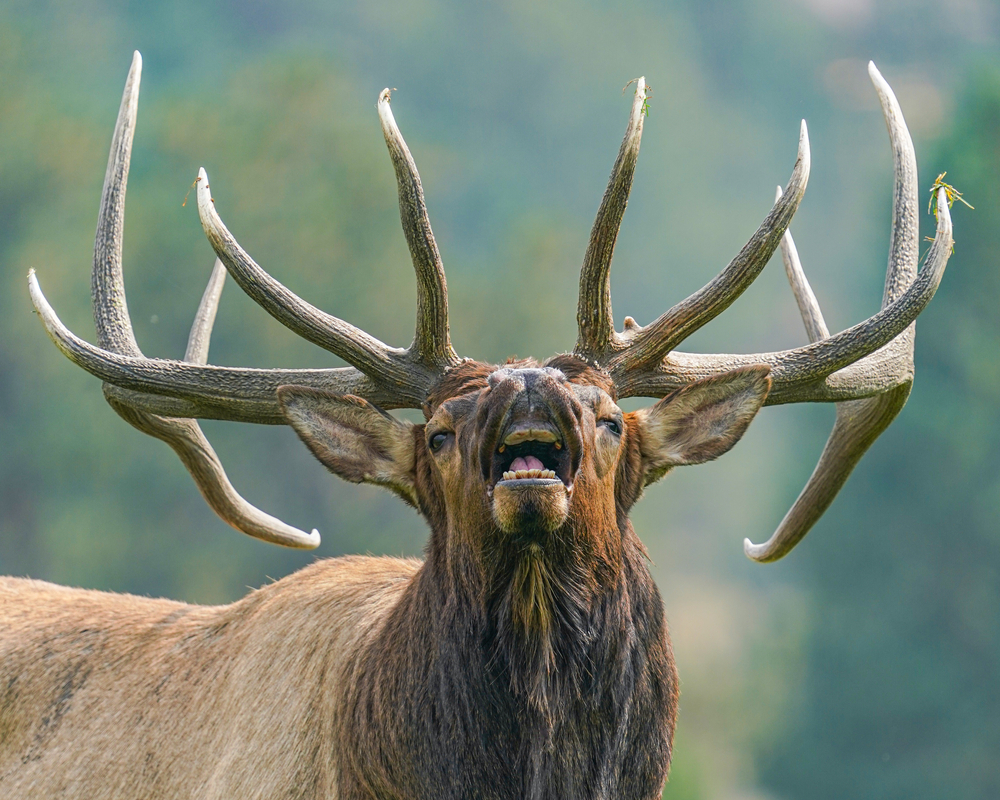 Close-up of elk in a green forest.
