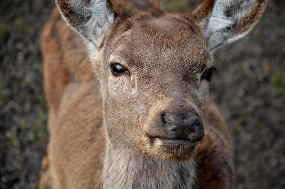 Close-up of a light brown deer in a grassy area.