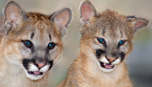 Close-up of two mountain lion cubs with blue eyes and brown fur.