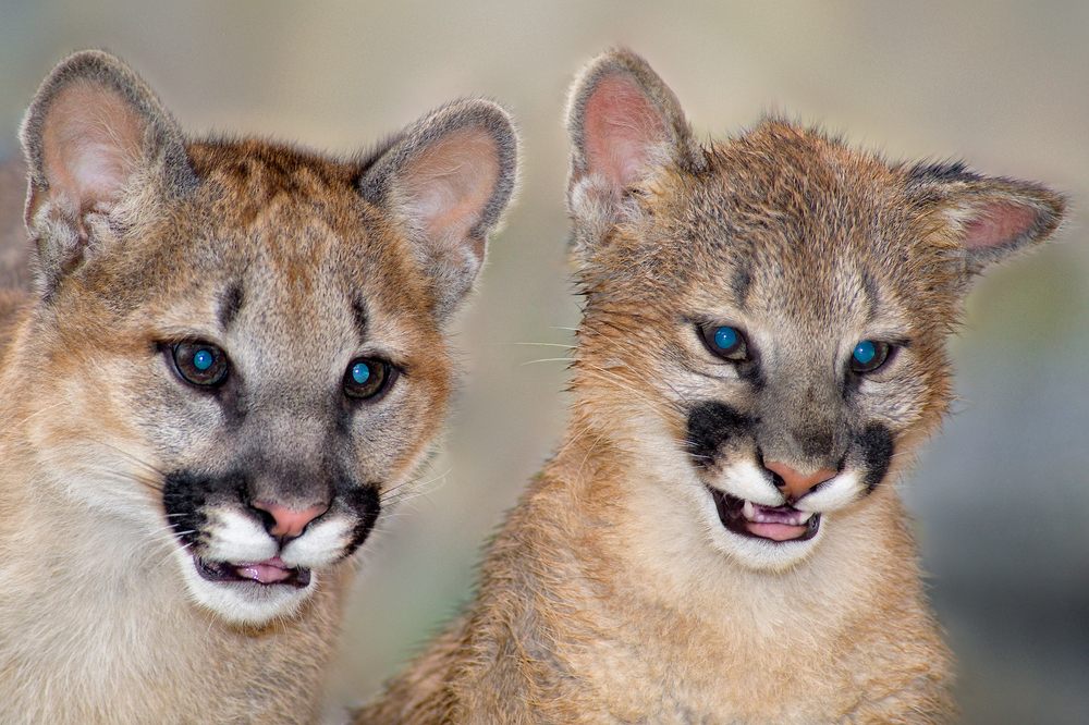 Close-up of two mountain lion cubs with blue eyes and brown fur.