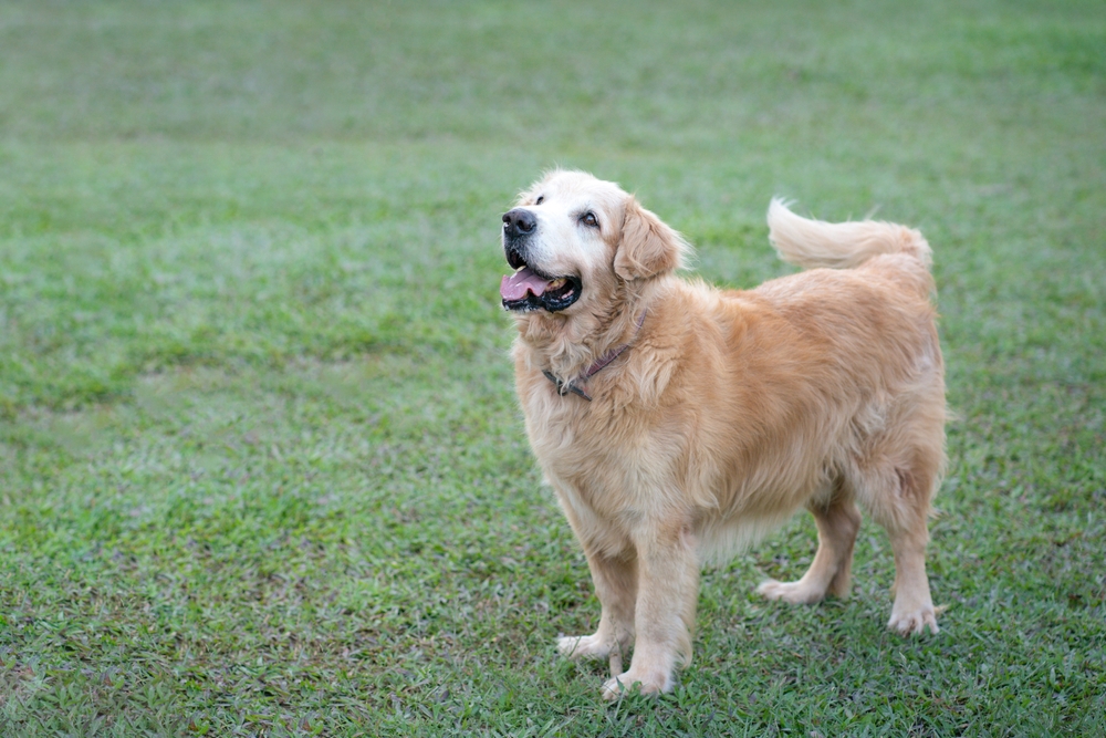 Light brown golden retriever (dog) standing in a green field.
