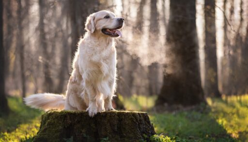 Dog (lab) sitting on a tree trunk in green forest.
