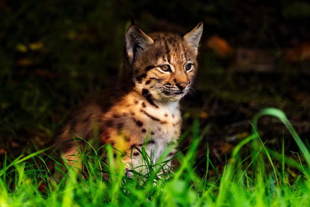 Orange cat with black spots sitting in green grass.