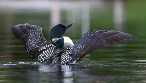 Green headed loon with wings open sits on a lake.