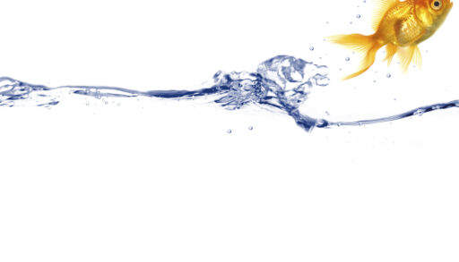 Goldfish jumping out of water against a white background.