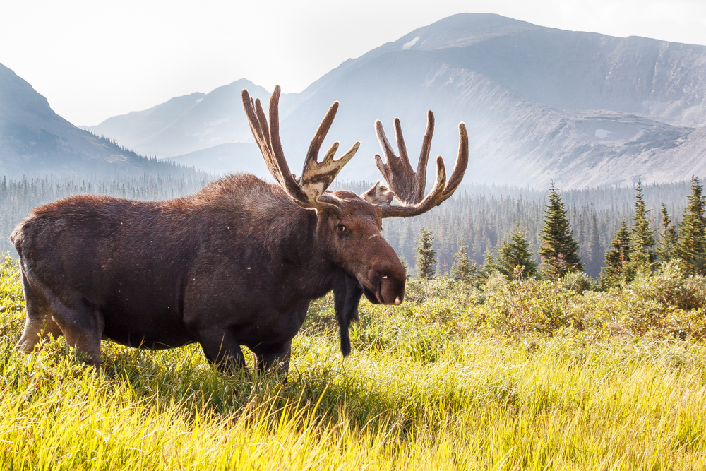 Large moose standing in grassy field.