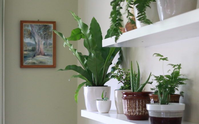 indoor plants
