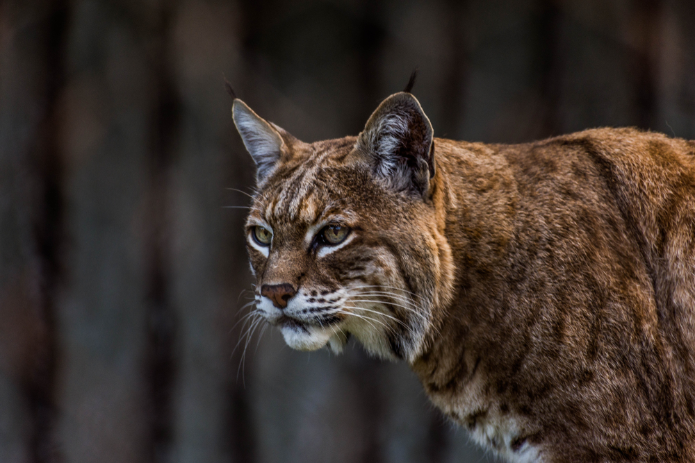 Close-up of a bobcat standing with trees in the background.