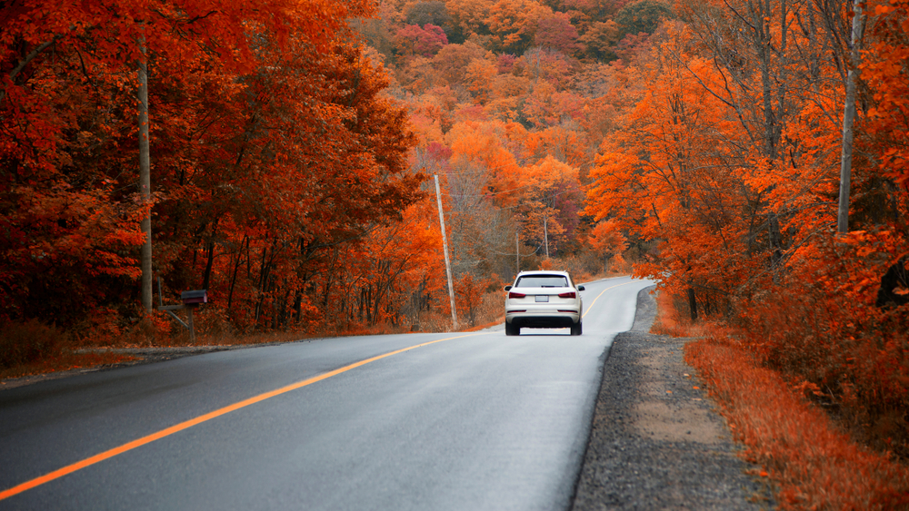 White car driving on road surrounded by red-leaved, trees.