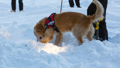 Golden retriever dog in red vest searching for people buried in an avalanche.