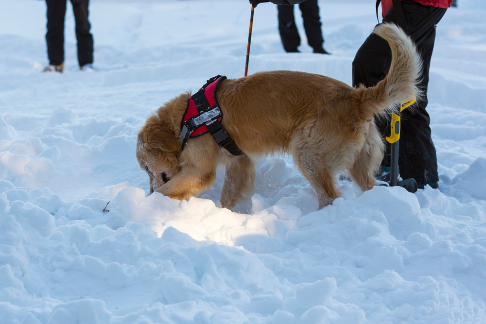 Golden retriever dog in red vest searching for people buried in an avalanche.
