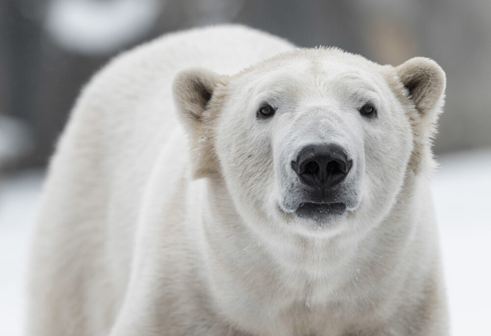Close-up of a white polar bear in the snow.