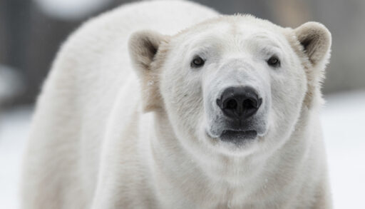 Close-up of a white polar bear in the snow.