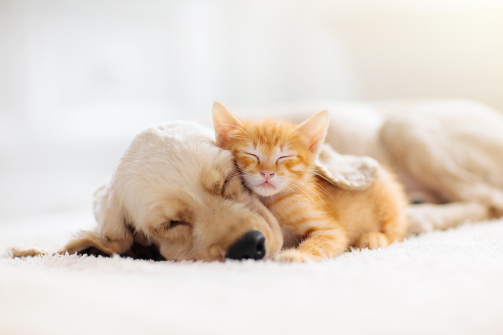 Light brown dog and orange cat sleeping together.