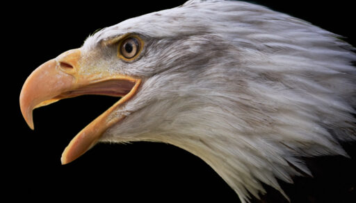 Close-up of screaming bald eagle.