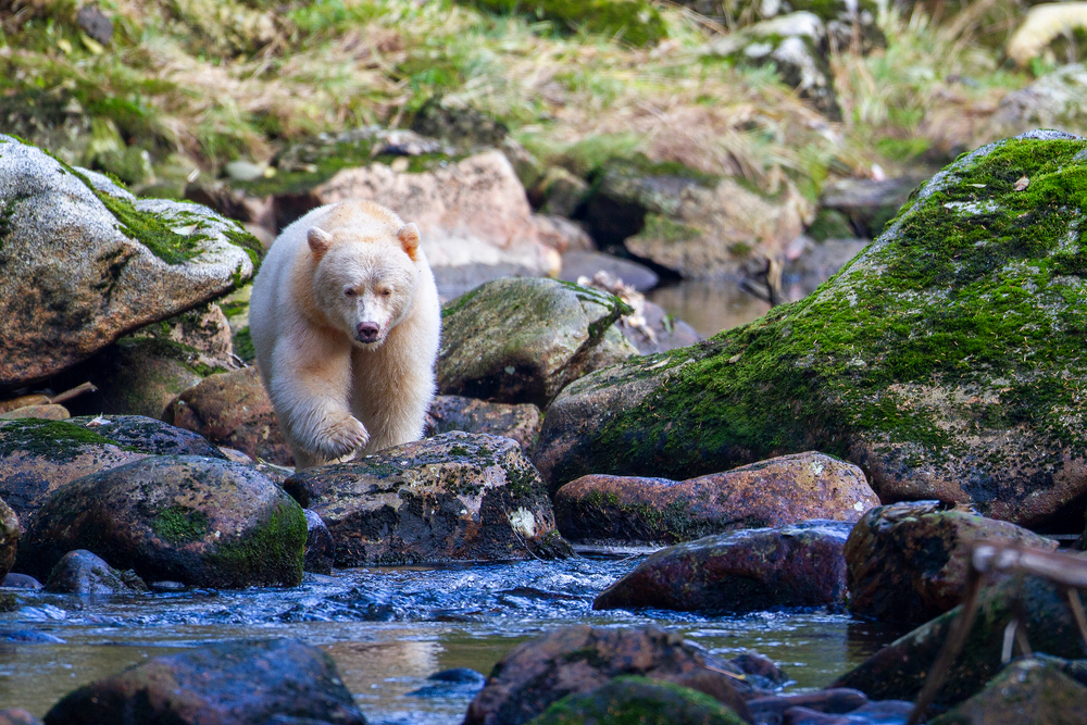 White bear walking across a stream in a green forest.