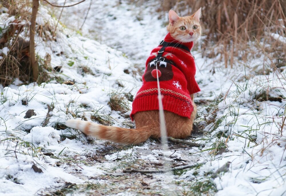A ginger cat wearing a red sweater on a leash in a forest in winter.