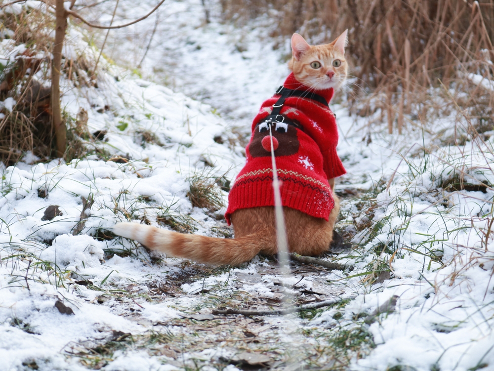 A ginger cat wearing a red sweater on a leash in a forest in winter.