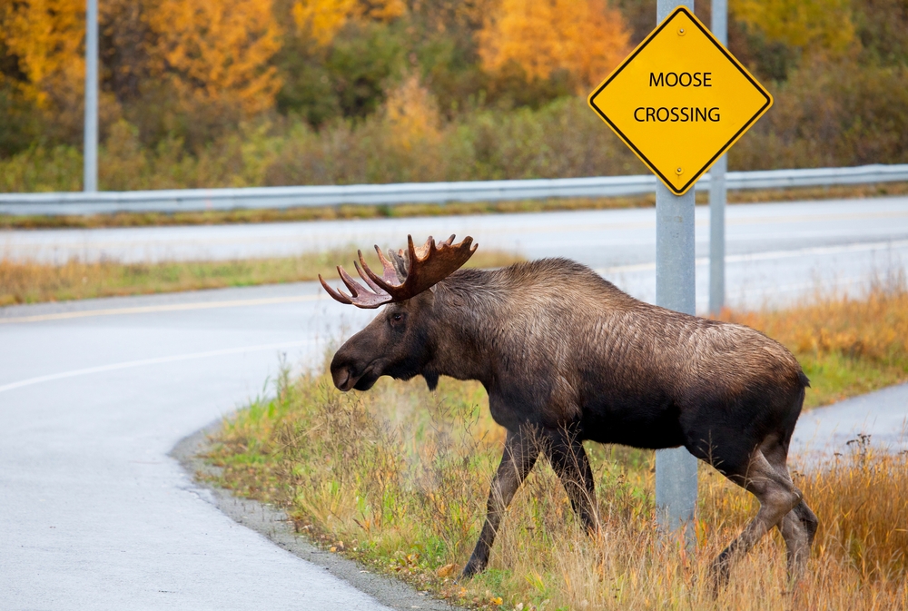 Moose crossing a road with a yellow sign that reads "Moose Crossing" in the background.