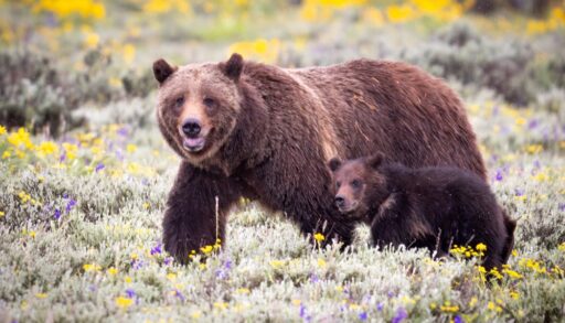 A grizzly bear and their cub walking in a field with yellow flowers.
