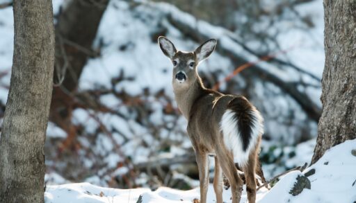 A white tail deer standing in a winter forest.