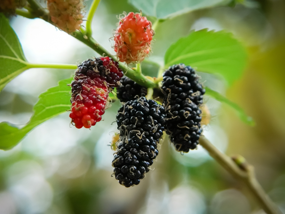 Close-up of mulberry branch with red and black mulberries on it.