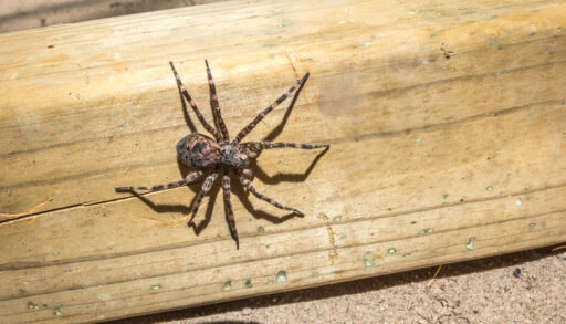 A large, brown dock spider walking on a piece of wood.
