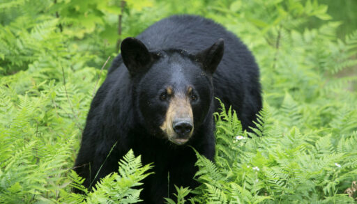 Close-up of a black bear standing among green ferns.