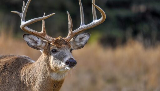 Close-up of white-tailed deer looking off into the distance.