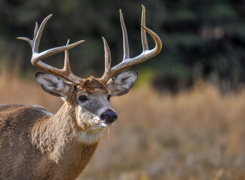Close-up of white-tailed deer looking off into the distance.