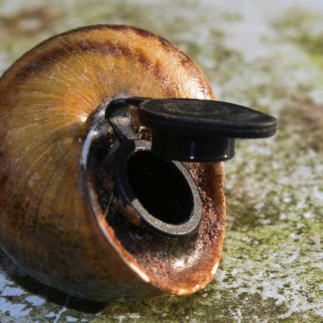 Tiny capsule in a seashell