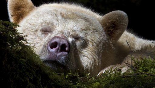 sleeping bear's face