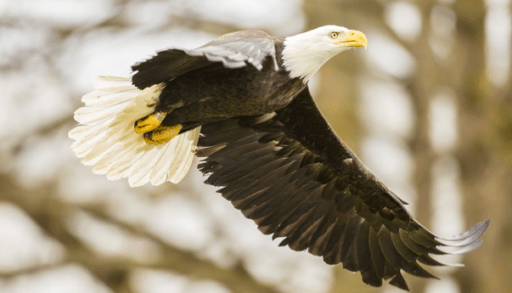 Bald eagle