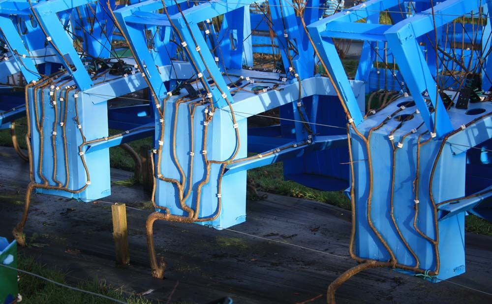 Trees growing on frames