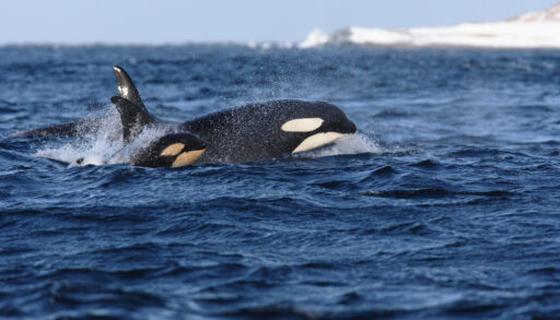 One orca and one orca calf swimming in the water.
